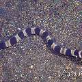 Napoleon Snake Eel (Ophichthus Bonaparti)