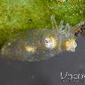 Pygmy Squid (Idiosepius paradoxus)