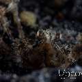 , photo taken in Indonesia, North Sulawesi, Lembeh Strait, Aer Prang 1