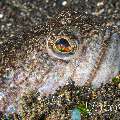 Snakefish (Trachinocephalus myops)