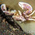 Spotted porcelain crab (Neopetrolisthes maculatus), photo taken in Indonesia, North Sulawesi, Lembeh Strait, Jahir 1