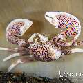 Spotted porcelain crab (Neopetrolisthes maculatus), photo taken in Indonesia, North Sulawesi, Lembeh Strait, Jahir 1