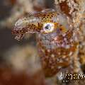 Pygmy Squid (Idiosepius paradoxus), photo taken in Indonesia, North Sulawesi, Lembeh Strait, Jahir 1