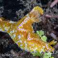 Nudibranch, photo taken in Indonesia, North Sulawesi, Lembeh Strait, Jahir 1