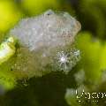 White Hairy Shrimp (Phycocaris Cf. Simulans)