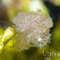 White Hairy Shrimp (Phycocaris Cf. Simulans)