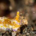 Nudibranch