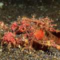 Spiny Devilfish (Inimicus Didactylus)