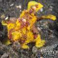 Warty Frogfish (Antennarius Maculatus)