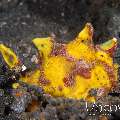 Warty Frogfish (Antennarius Maculatus)