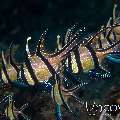 Banggai Cardinal Fish (Pterapogon Kauderni)