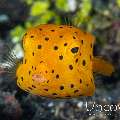 Yellow Boxfish (Ostracion cubicus), photo taken in Indonesia, North Sulawesi, Lembeh Strait, Jahir 1