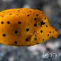 Yellow Boxfish (Ostracion Cubicus)