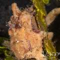 Warty Frogfish (Antennarius Maculatus)