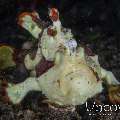 Warty Frogfish (Antennarius Maculatus)