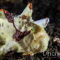 Warty Frogfish (Antennarius maculatus)