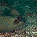 Blue-spotted stingray (Neotrygon kuhlii)