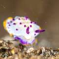 Nudibranch