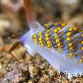 Nudibranch