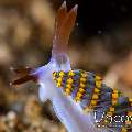 Nudibranch, photo taken in Indonesia, North Sulawesi, Lembeh Strait, Sarena Patah