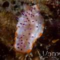 Nudibranch