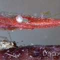 Ocellated tozeuma shrimp (Tozeuma lanceolatum), photo taken in Indonesia, North Sulawesi, Lembeh Strait, Sarena Patah