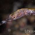 Slender pipefish (Microphis caudocarinatus)