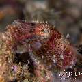 , photo taken in Indonesia, North Sulawesi, Lembeh Strait, Sarena Patah