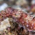 Pygmy Cuttlefish (Sepia bandensis)