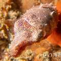 , photo taken in Indonesia, North Sulawesi, Lembeh Strait, Sarena Patah