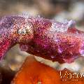 , photo taken in Indonesia, North Sulawesi, Lembeh Strait, Sarena Patah