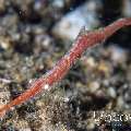 Ocellated tozeuma shrimp (Tozeuma lanceolatum), photo taken in Indonesia, North Sulawesi, Lembeh Strait, Sarena Patah