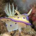 Nudibranch