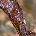 Robust Ghostpipefish (Solenostomus Cyanopterus)