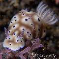 Nudibranch, photo taken in Indonesia, North Sulawesi, Lembeh Strait, Sarena Patah