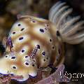 Nudibranch