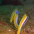 Ribbon Eel (Rhinomuraena quaesita), photo taken in Indonesia, North Sulawesi, Lembeh Strait, Sarena Patah