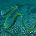 Ribbon Eel (Rhinomuraena quaesita), photo taken in Indonesia, North Sulawesi, Lembeh Strait, Sarena Patah