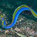 Ribbon Eel (Rhinomuraena quaesita), photo taken in Indonesia, North Sulawesi, Lembeh Strait, Sarena Patah