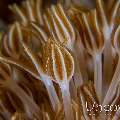 Coral, photo taken in Indonesia, North Sulawesi, Lembeh Strait, Sarena Patah