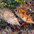 Orbicular Burrfish (Cyclichthys orbicularis), photo taken in Indonesia, North Sulawesi, Lembeh Strait, Sea Grass
