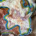 Nudibranch, photo taken in Indonesia, North Sulawesi, Lembeh Strait, Sea Grass
