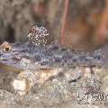 , photo taken in Indonesia, North Sulawesi, Lembeh Strait, Sea Grass