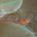 Bubble Coral Shrimp (Vir philippinensis), photo taken in Indonesia, North Sulawesi, Lembeh Strait, Sea Grass