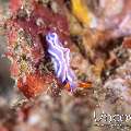 Nudibranch