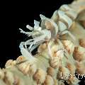 Zanzibar Whip Coral Shrimp (Dasycaris zanzibarica), photo taken in Indonesia, North Sulawesi, Lembeh Strait, Sea Grass