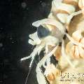 Zanzibar Whip Coral Shrimp (Dasycaris Zanzibarica)