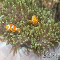 False Clown Anemonefish (Amphiprion Ocellaris)