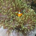 False Clown Anemonefish (Amphiprion Ocellaris)