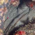 Banded Pipefish (Dunckerocampus Dactyliophorus)